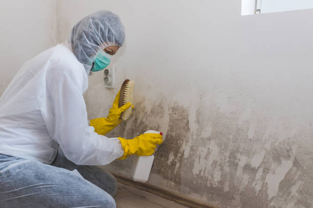 Best Toxic Mold Removal  in Bryant, AR