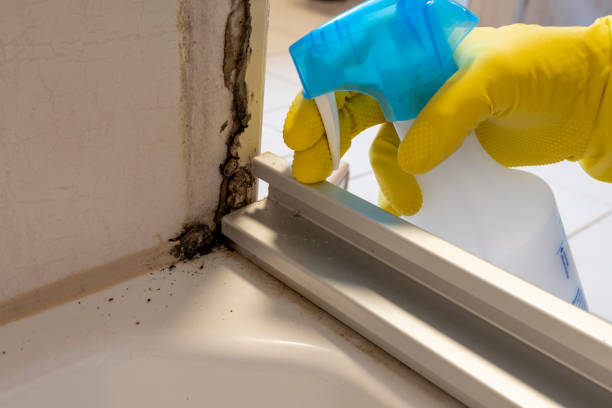 Best Mold Damage Repair  in Bryant, AR
