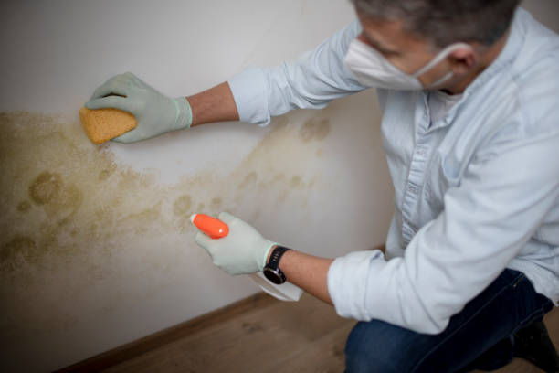 Best Attic Mold Removal  in Bryant, AR