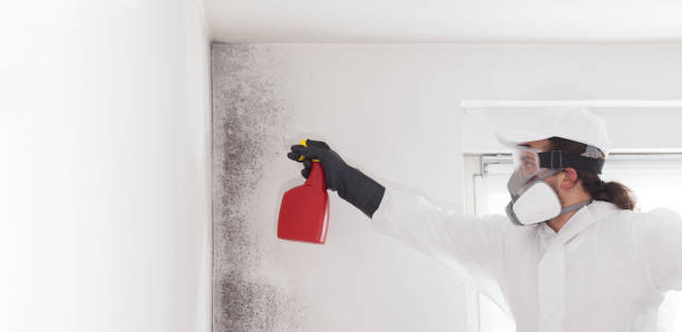 Best Certified Mold Removal  in Bryant, AR