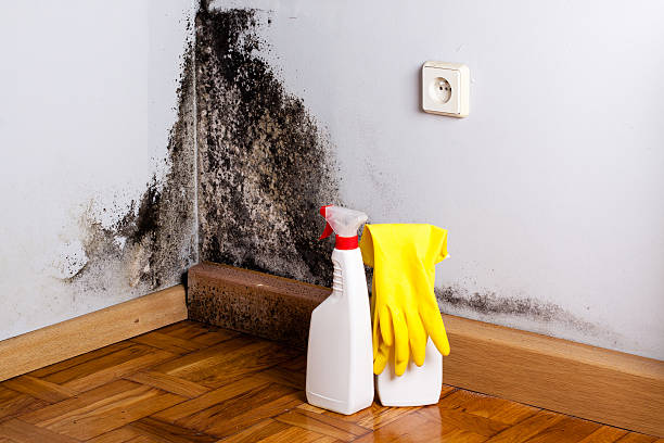Best Same-Day Mold Removal  in Bryant, AR