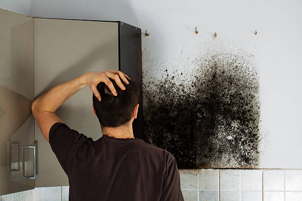 Best Mold Remediation  in Bryant, AR