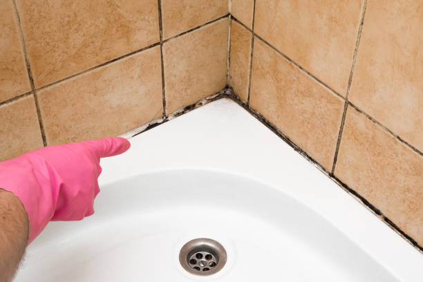 Best Attic Mold Removal  in Bryant, AR
