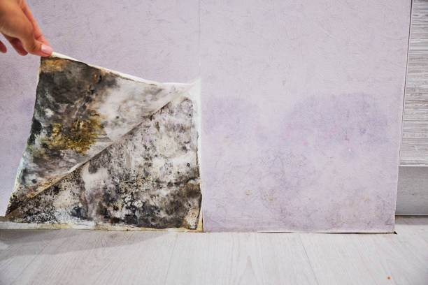 Best Commercial Mold Removal  in Bryant, AR